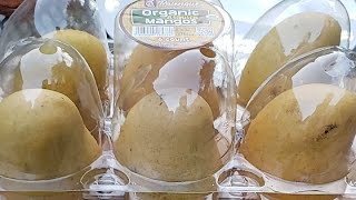 🥭 HOW TO GERMINATE MANGO SEEDS 🌱 COMO GERMINAR SEMILLAS de MANGO 🥭 [upl. by Shamrao972]