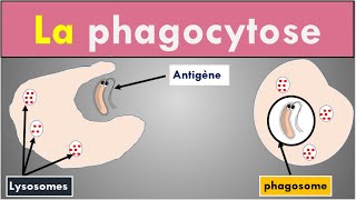 2 min pour comprendre La Phagocytose [upl. by Kendre]