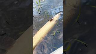 Freshwater 🦈 musky fishing wisconsin [upl. by Hooke]