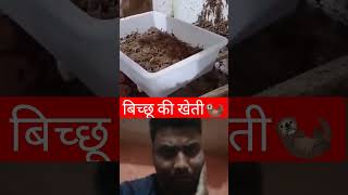 Bichchhu ki jahar kaise nikala jata hai🙂🙂youtube viralvideo viaralshorts farming [upl. by Aig]