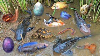 So Amazing Catching Colorful Betta Fish In The River Giant Catfish Ornamental Fish Turtle Bird Goose [upl. by Riorsson]