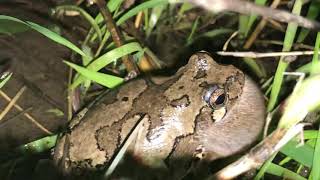 Grey tree frog calling [upl. by Drusilla292]