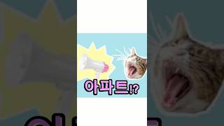 Cat concert APT remix funny cat catmemes funnymemes roséblackpink music viralvideo dank [upl. by Singhal406]