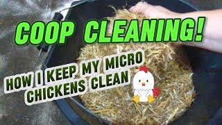 Cleaning Out The Chicken Shed Serama House serama chickens coop poultry homesteading farming [upl. by Faubert]