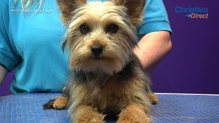 Grooming Guide  Yorkshire Terrier Puppy Trim  Pro Groomer [upl. by Cinomod590]