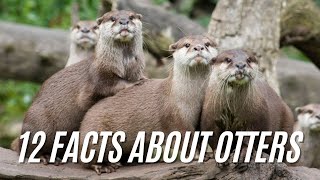 12 Facts About Otters  Are Otters Dangerous Animal [upl. by Llechtim]