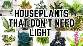 Top 20 Low Light Houseplants For Dark Rooms These Don’t Die [upl. by Lednyc10]