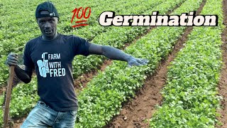 7 days of successful Dhania seeds germination This is the uncovering [upl. by Nyladnar]