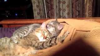 Cutest thing ever 2 cats kissing [upl. by Monk206]