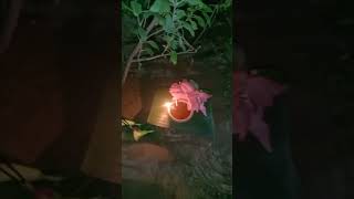 kati bihu [upl. by Ahteral]