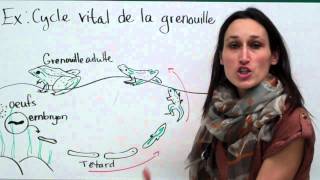 22 Sciences 9e Le cycle vital [upl. by Sirap]