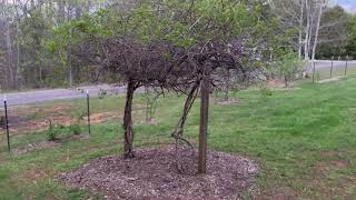 How to Build a Hardy Kiwi Trellis in North Carolina The Perfect Measurements [upl. by Atteuqehs]