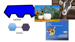 Lactose vs Lactase and How it All Fits [upl. by Oinimreh857]