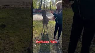 På besøg i Dyrehaven Vejle 🦌🦌🦌 musica cumbia music travel reggae [upl. by Ailongam]