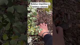 Boletus impolitus  buen comestible y boletus satanas  toxica [upl. by Charlie273]