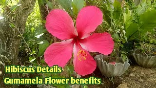 Gumamela Flower Details and Benefits  Tipid Che [upl. by Halik]