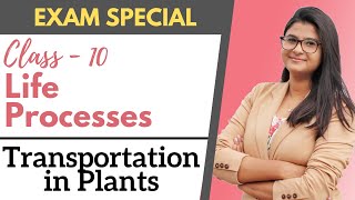 Life Processes  Transportation in Plants  Class 10 [upl. by Kindig]