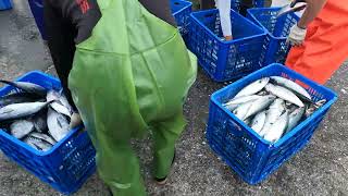 4K 源興定置漁場 巨胖鯖魚 大豐收 So many fat mackerel fish over the ground seafood fishport fishground [upl. by Gentes]