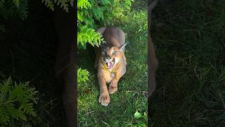 Pumba is Happy to see you pumba pumbalover animals animallover cat catlovers puma viralvideo [upl. by Kerk982]