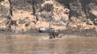 Kenya Masai Mara migration des gnous ou quotcrossingquot [upl. by Anaele]