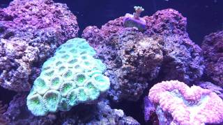 40 Gallon Breeder Salt Water Reef Tank [upl. by Adnuhsed]