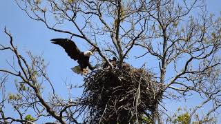 Bald Eagle in Mercer County NJ [upl. by Aititel]