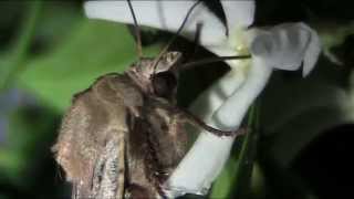 Meravigliosa Falena che succhia il nettare di un fiore  Wonderful Moth sucking nectar [upl. by Hiroko856]