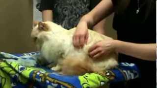 Calgary Vet talks about Tui Na massage in Cats [upl. by Raffaello]