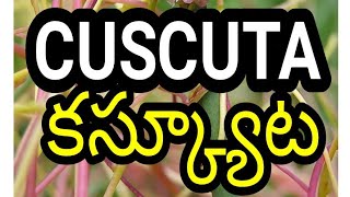 Cuscuta plant కస్క్యూట మొక్క [upl. by Ninahs918]