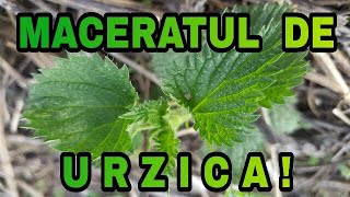 MACERAT DE URZICA Ep1 pentru pomi fructiferi și legume Livada Bio [upl. by Inanaup826]