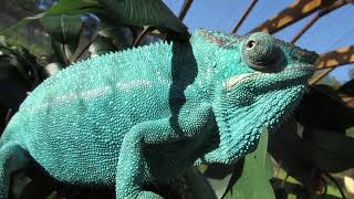 Nosy Be Panther Chameleon [upl. by Lotti]