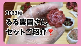 【多肉植物】るる農園さん、セット❣️可愛い😍 [upl. by Trev593]