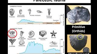 Lecture 2 Ordovician and Silurian [upl. by Orran]