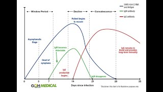 Antibody tests explained  IgG IgM [upl. by Esinahs]