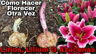 Trasplantando TODOS Mis LIRIOS LILIUM y AZUCENAS y cómo HACER FLORECER otra vez [upl. by Guimond]