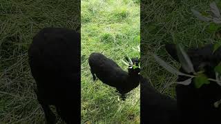 Lambs  Young Black Ouessant Sheeps 🐑 [upl. by Richter]