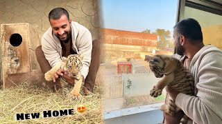 Tiger New House Main Shift Kr diya😍 [upl. by Narok871]