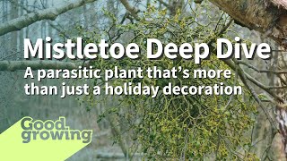 Mistletoe Show Learn about this holiday parasitic plant  GoodGrowing [upl. by Ahsinrat410]