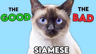 SIAMESE Cat PROS and CONS MUSTKNOW [upl. by Lrac528]