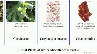 List of Plants of Order Miscellaneous Part 2 moss common candle japonicum snuffer paradoxa crenata [upl. by Oribelle]