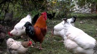 Reportage les poules pondeuses [upl. by Deedahs]