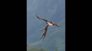 nature wild animals videos national geographic channel wild animals videos [upl. by Cannell]