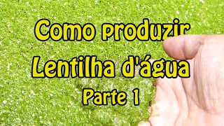 Como Produzir Lentilha D’água – Parte 1 [upl. by Edals644]