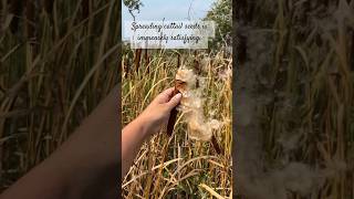 Spreading cattail seeds edible plants [upl. by Croft]