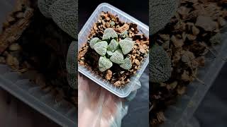 Hawothia pygmaea haworthia succulent shorts [upl. by Asiram]