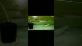 Online Fish Shopping in India  Fish Tank for SALE Call Anil 9210090877 trending viral shorts 11 [upl. by Nirak]