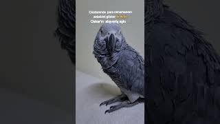 jako papagan youtubeshorts birds parrot muhabbetkuşu animals [upl. by Astor189]