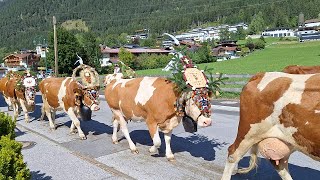 Almabtrieb in Maurach am Achensee Tirol [upl. by Phi]