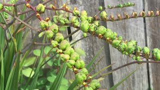 Crocosmia  In Seeds August 11 [upl. by Boor]