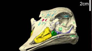 Ostrich skull with brain endocast amp air spaces  yaw [upl. by Llertak]